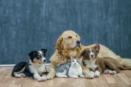 ¿Qué ventajas y desventajas tiene un animal como mascota?