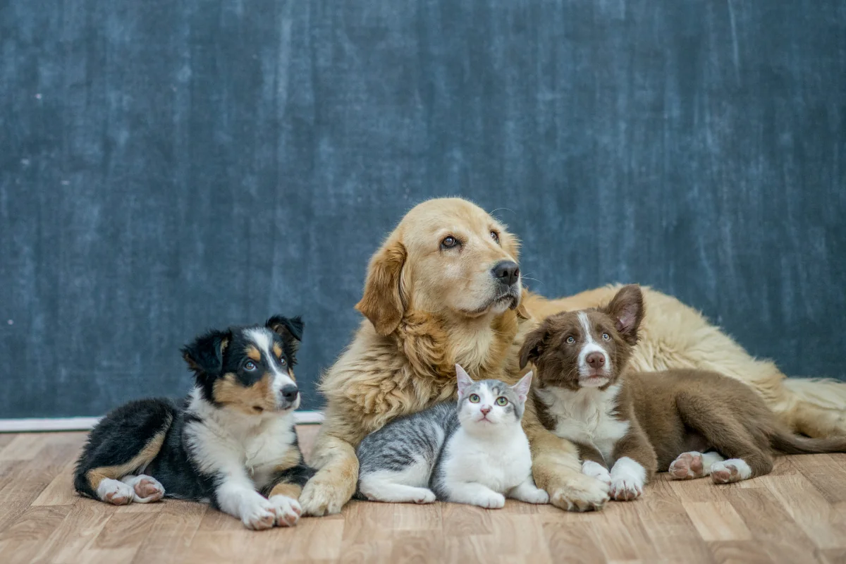 ¿Qué ventajas y desventajas tiene un animal como mascota?