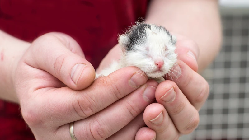 Gatito recién nacido en manos