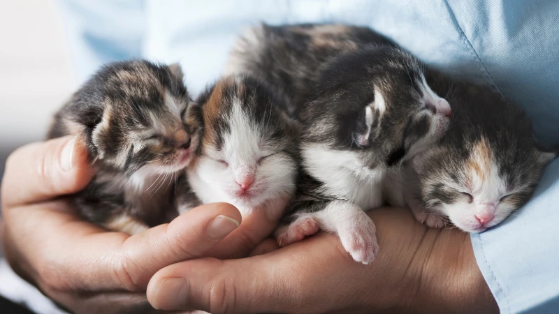 Gatitos pequeños con los ojos cerrados