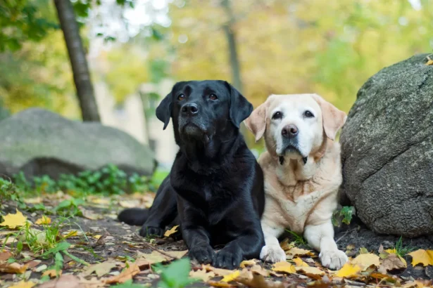 Labrador Retriever El amigo de cuatro patas que roba corazones