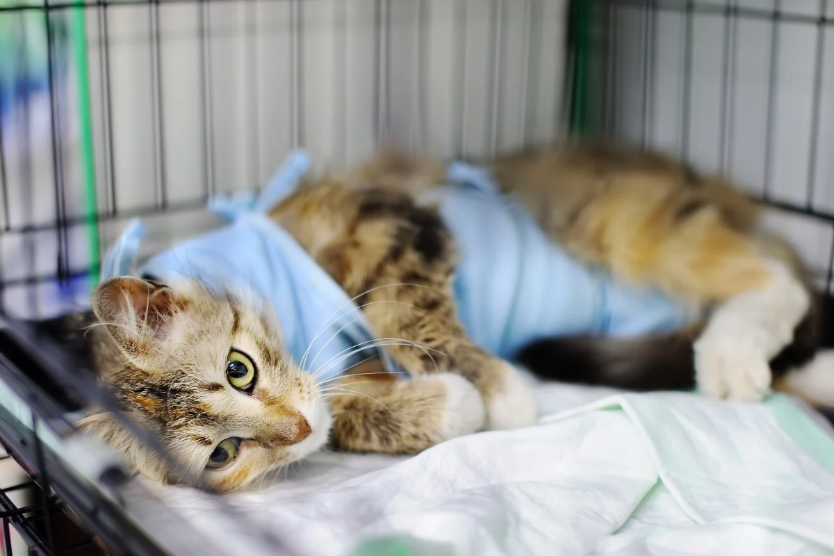 ¿A qué edad se puede esterilizar una gata? 41 a que edad se puede esterilizar una gata