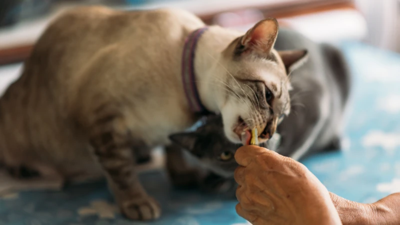 ¿A qué edad se puede esterilizar una gata? 46 gata comiendo un snack