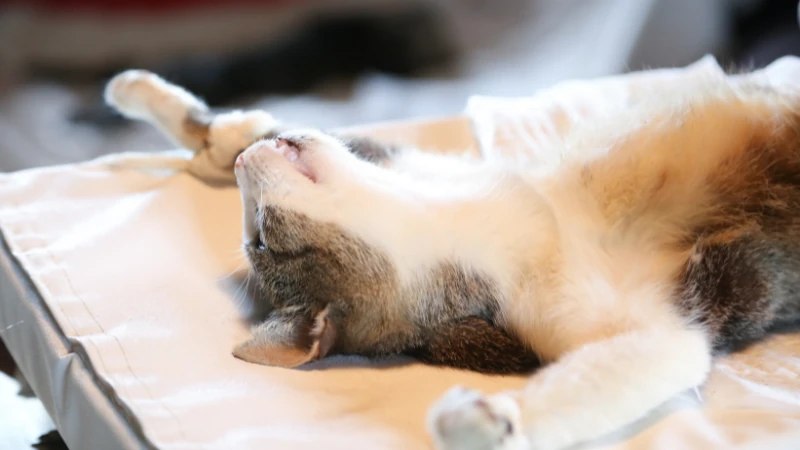 ¿A qué edad se puede esterilizar una gata? 42 gata sedada y acostada