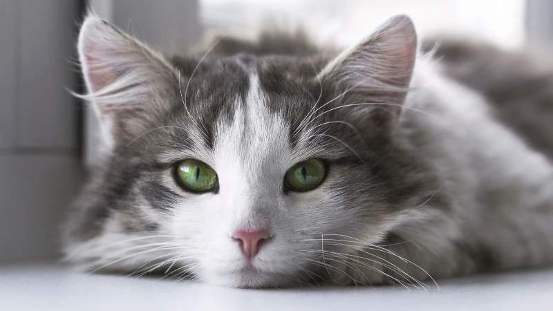 ¿A qué edad se puede esterilizar una gata? 45 gata tranquila mirando