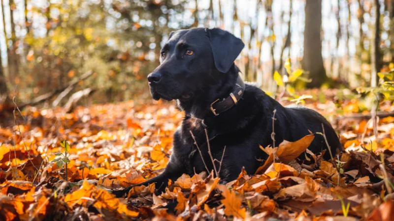 Labrador Retriever: El amigo de cuatro patas que roba corazones 44 labrador retriever acostado sobre hojas mirando