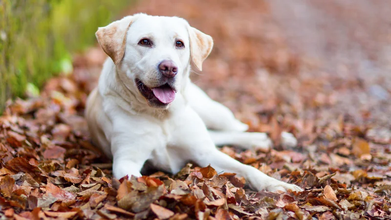 labrador retriever acostado sobre hojas