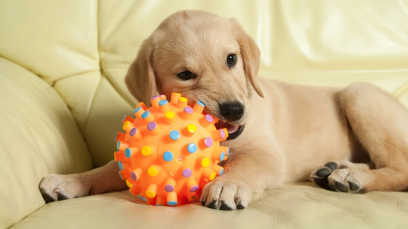labrador retriever cachorro jugando con una pelota de plástico