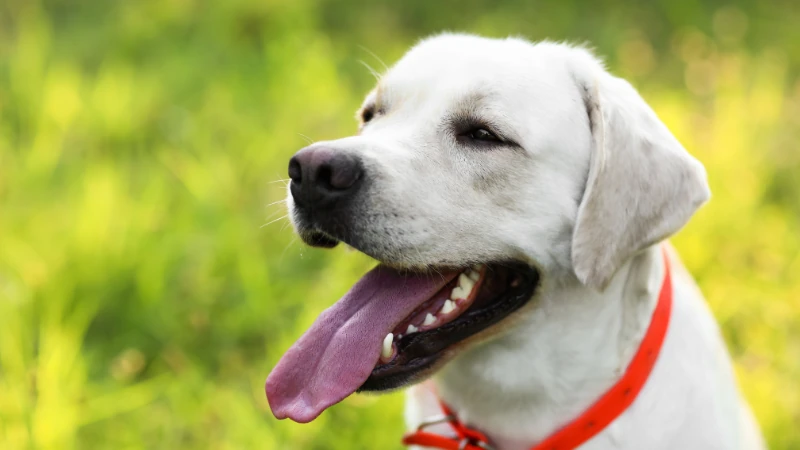 Labrador Retriever: El amigo de cuatro patas que roba corazones 45 labrador retriever de perfil mirando