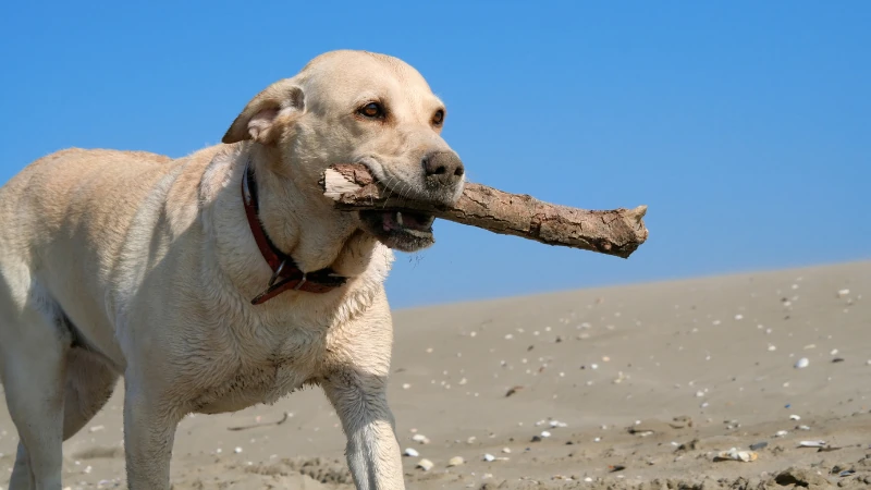 labrador retriever jugando con un palo de madera