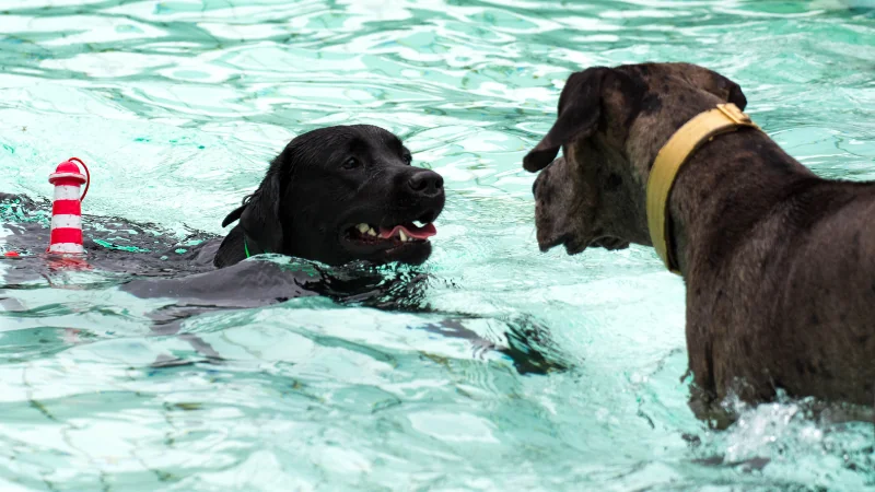 labrador retriever nadando con otro perro