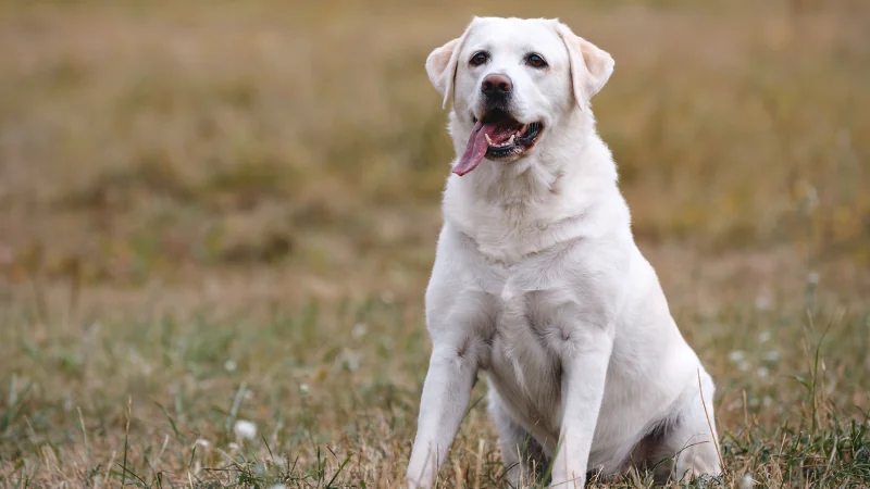 labrador retriever sentado con la lengua afuera