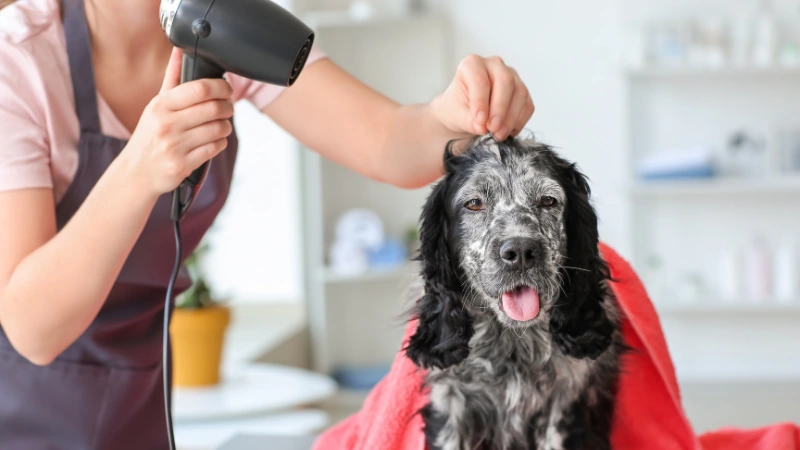 secando a un perro con secador de pelo