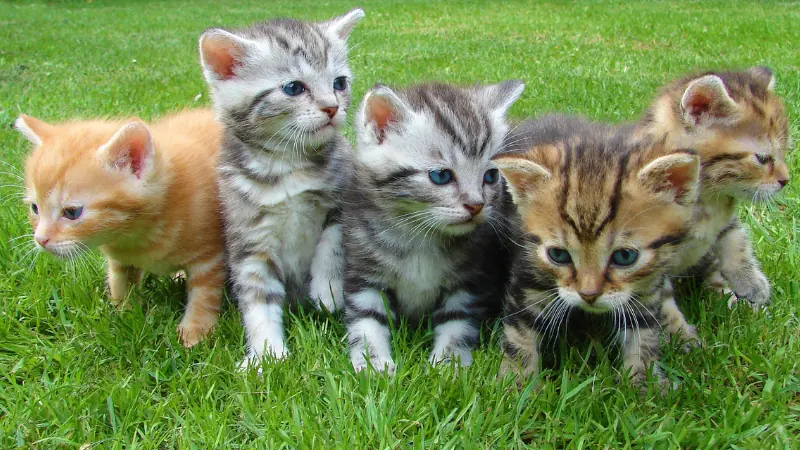 ¿A qué edad se puede esterilizar una gata? 47 varios gatitos