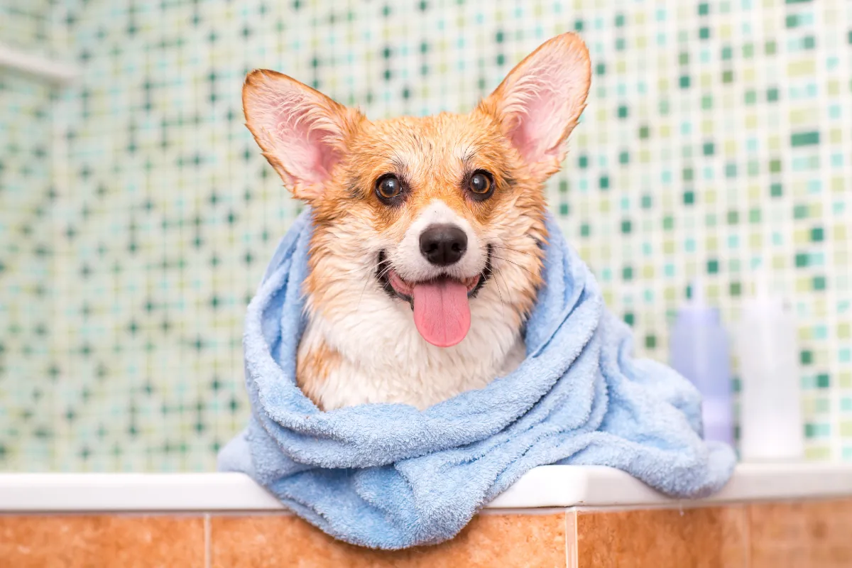 ¿A los cuántos meses se puede bañar un perro?