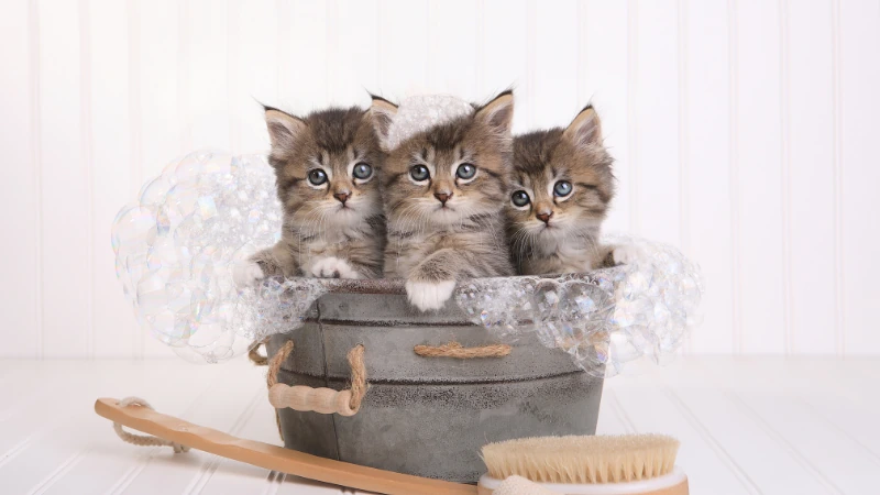 ¿A qué edad se pueden bañar los gatos? 43 gatitos en el baño