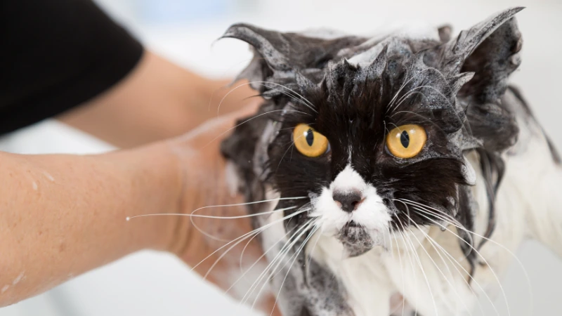 ¿A qué edad se pueden bañar los gatos? 42 gato bañandose