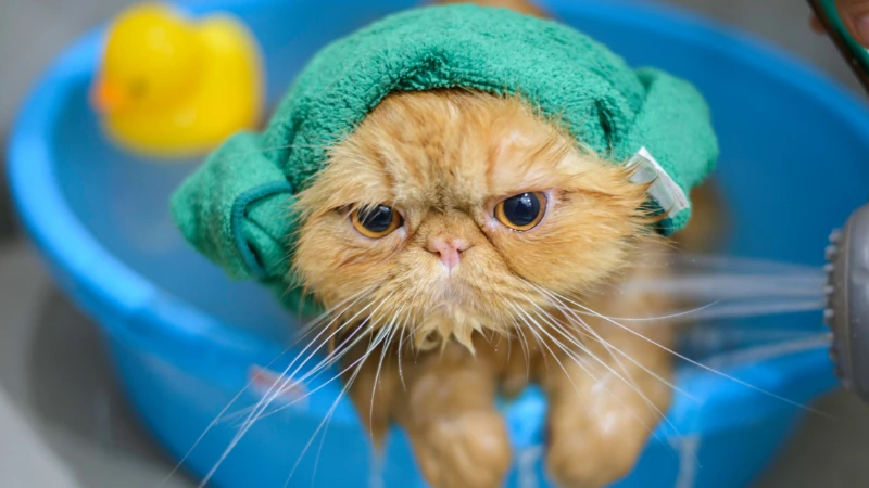 ¿A qué edad se pueden bañar los gatos? 44 gato con toalla en la cabeza