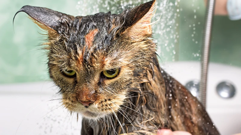 gato enojado bañandose