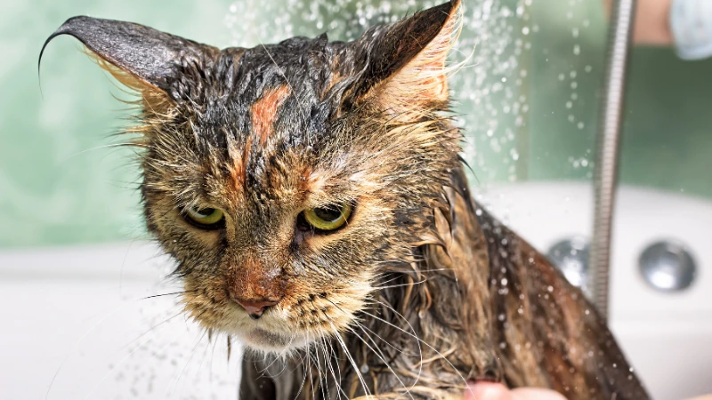 ¿A qué edad se pueden bañar los gatos? 45 gato enojado bañandose