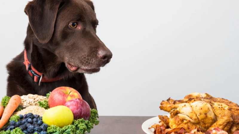 perro con comida natural y procesada