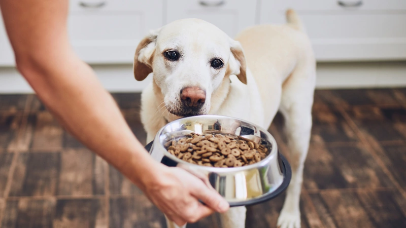 perro mirando la comida