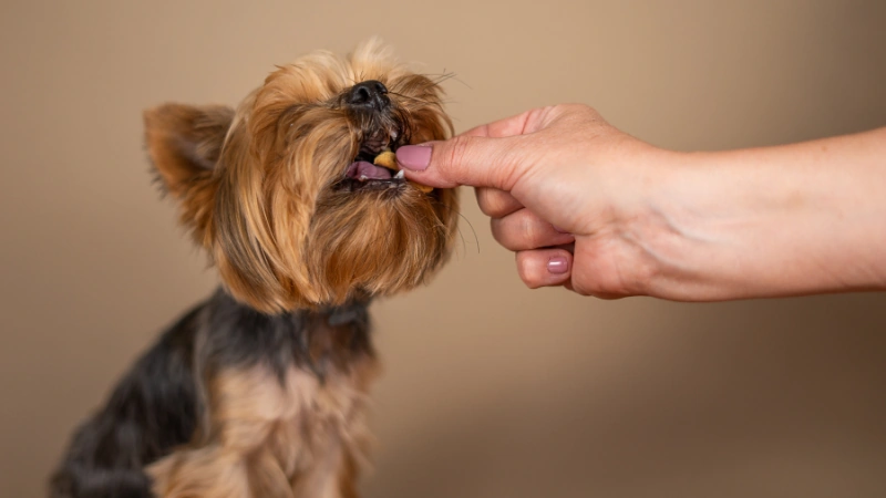 persona dando comida a un perro en la boca