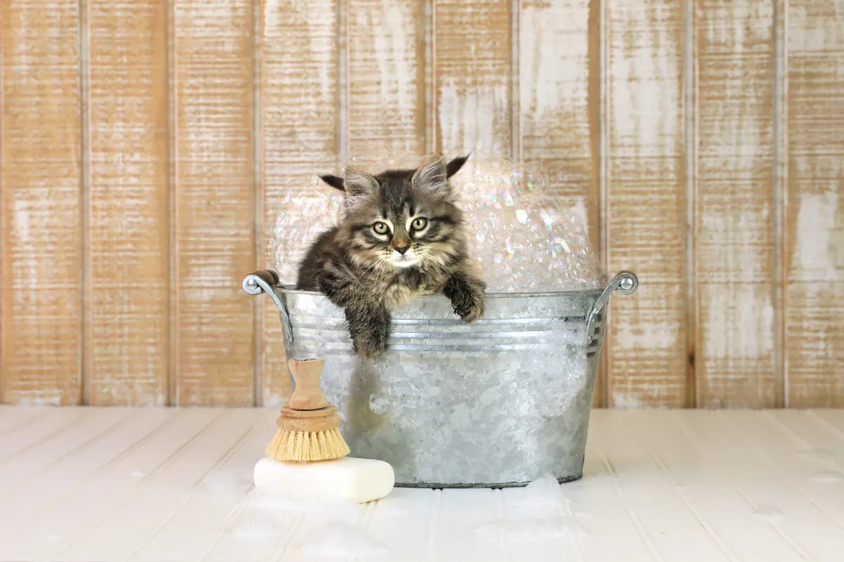¿A que edad se pueden bañar los gatos?