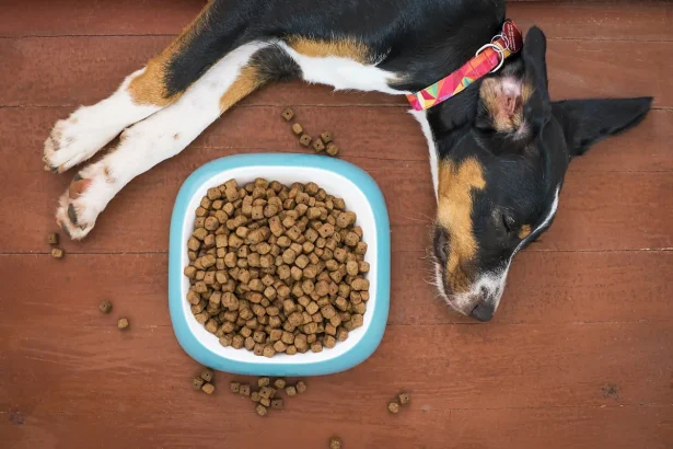 ¿Por qué mi perro no quiere comer?
