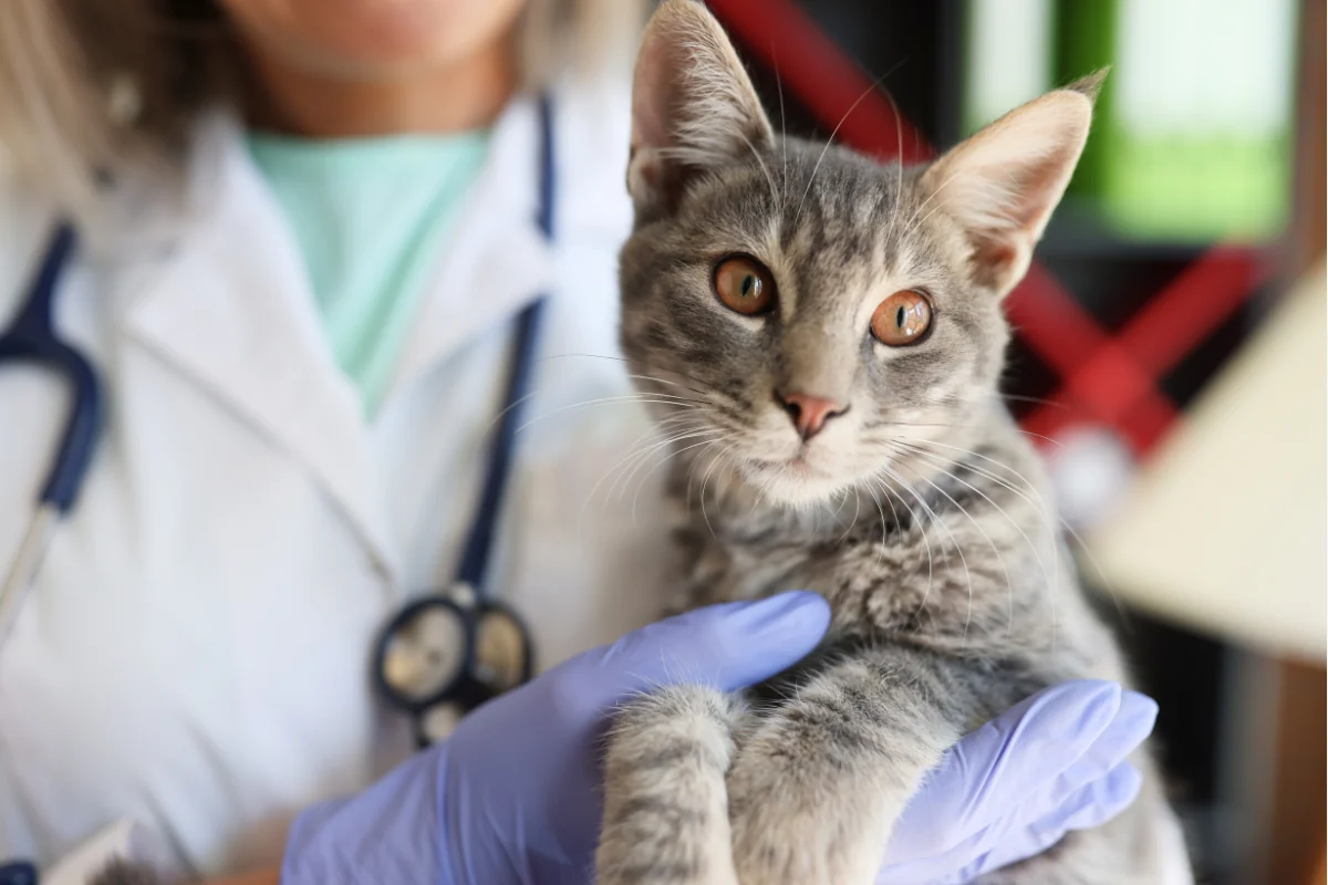 A qué edad se desparasitan los gatos