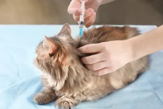 A qué edad se vacunan los gatos