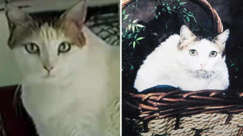 Cuántos años vive un gato: Descifrando la longevidad felina 43 Creme puff el gato más viejo del mundo
