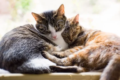 Cuántos años vive un gato
