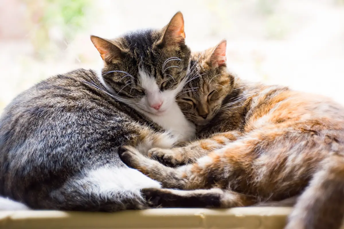 Cuántos años vive un gato: Descifrando la longevidad felina 41 Cuántos años vive un gato