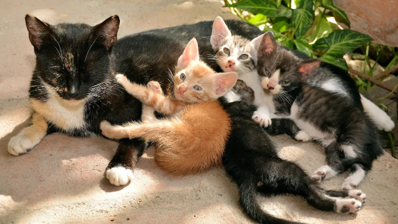 Cuántos años vive un gato: Descifrando la longevidad felina 42 gata y sus gatitos