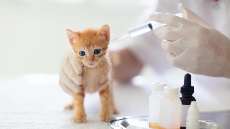gatito vacunado