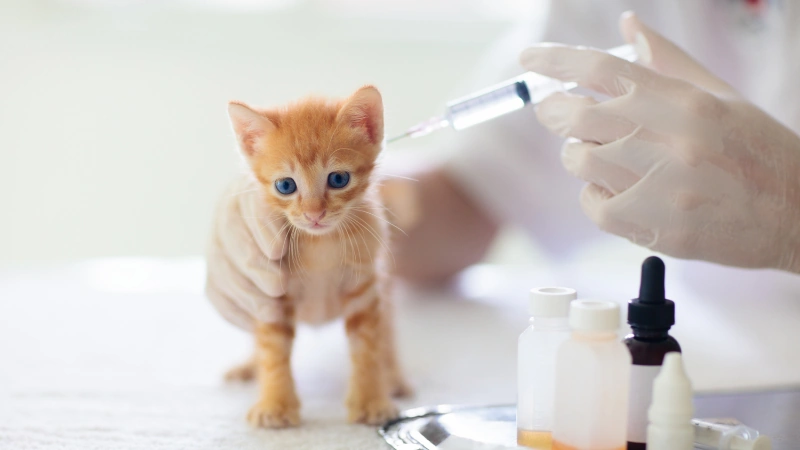 ¿A qué edad se vacunan los gatos? Todo lo que debes saber 44 gatito vacunado
