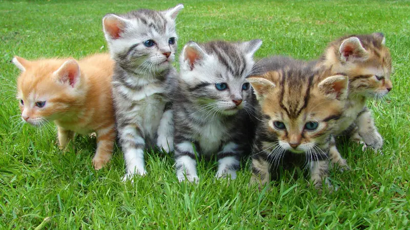 ¿A qué edad se vacunan los gatos? Todo lo que debes saber 43 gatitos