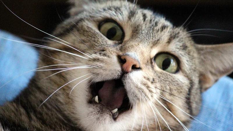 ¿A qué edad se vacunan los gatos? Todo lo que debes saber 46 gato asustado