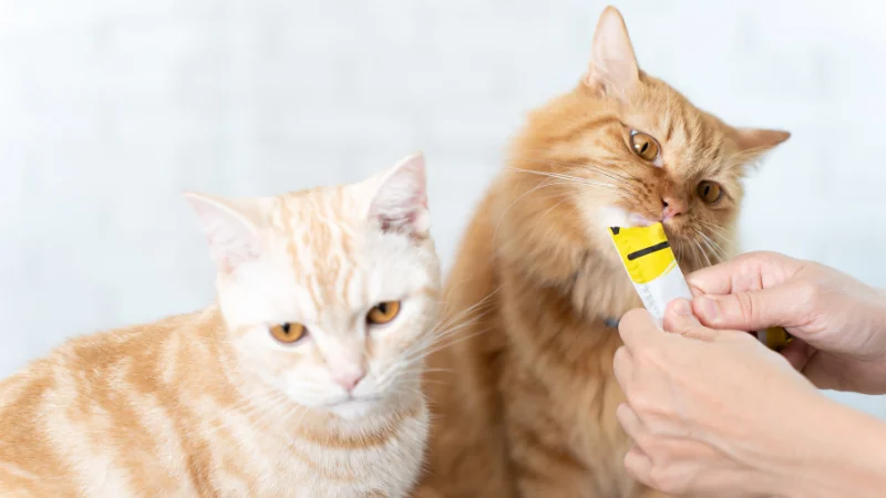 Nombres para gatos: Encuentra el nombre perfecto para tu felino compañero 44 gato comiendo churu