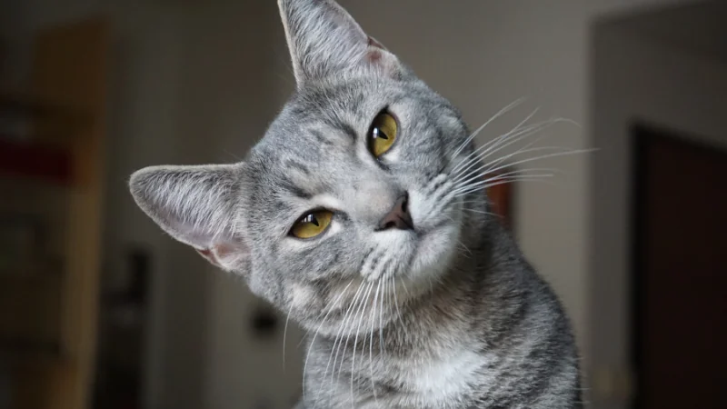 Nombres para gatos: Encuentra el nombre perfecto para tu felino compañero 43 gato con la cabeza girada