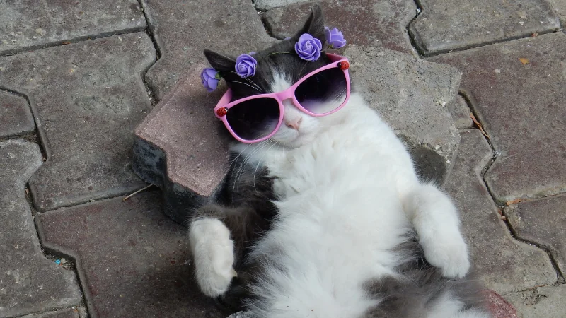 gato con lentes de sol y flores en la cabeza