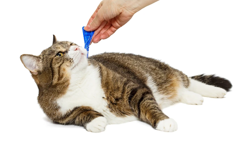 gato desparasitado