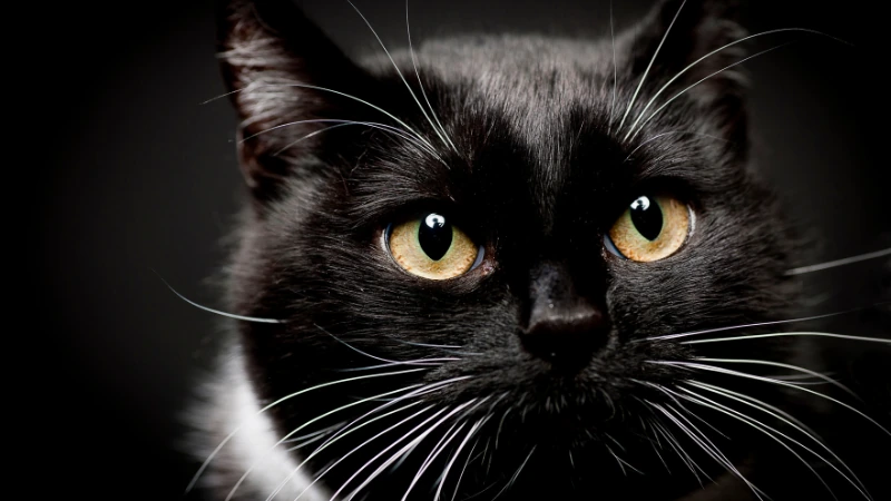 Cuántos años vive un gato: Descifrando la longevidad felina 44 gato negro