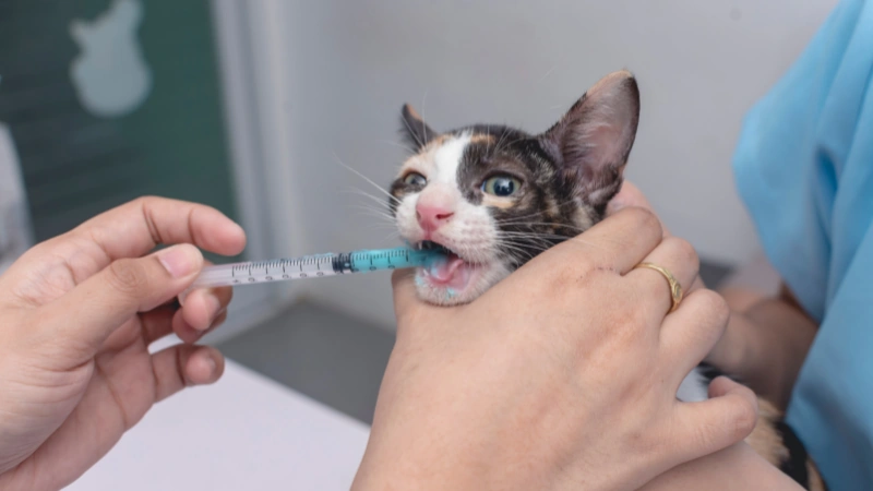 gato tomando medicamento
