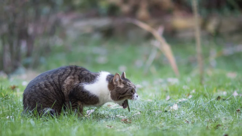 ¿A qué edad se vacunan los gatos? Todo lo que debes saber 47 gato vomitando