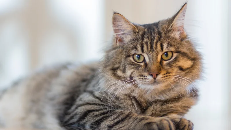 Cuántos años vive un gato: Descifrando la longevidad felina 46 gato
