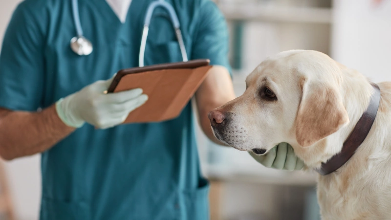 perro y médico veterinario