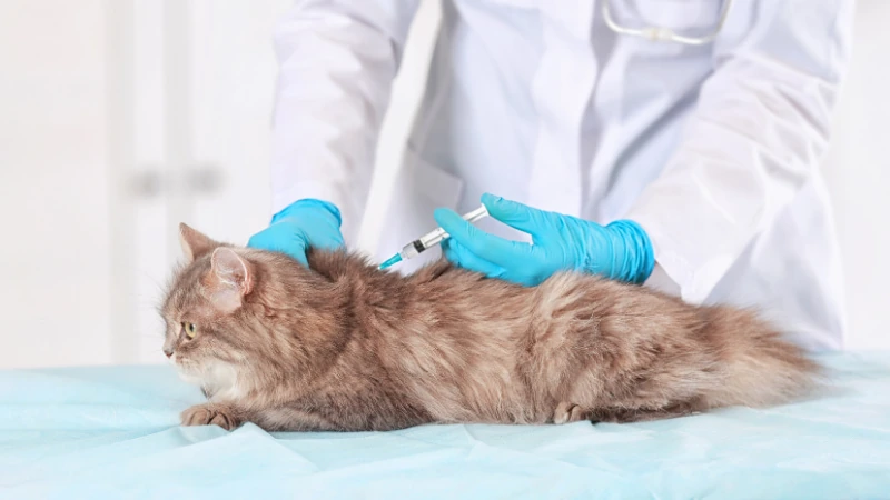 vacunando un gato
