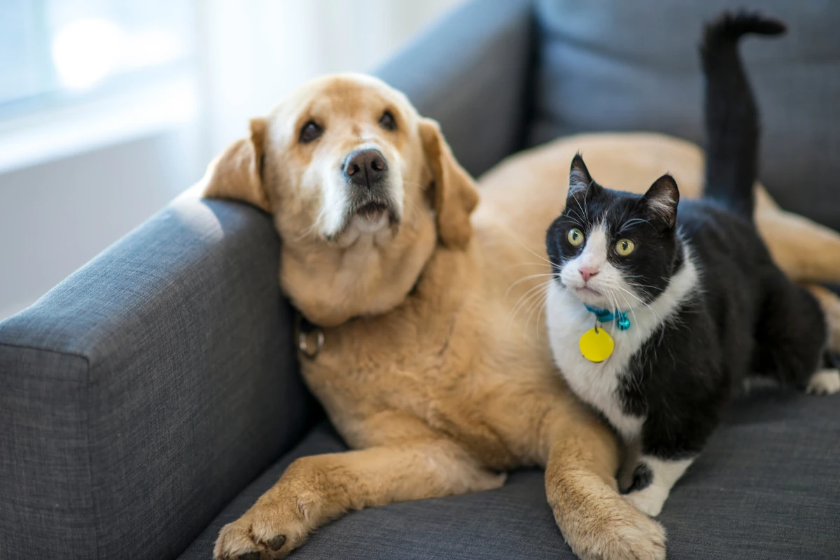 Consejos para cuidar a tu mascota 41 Consejos para cuidar a tu mascota